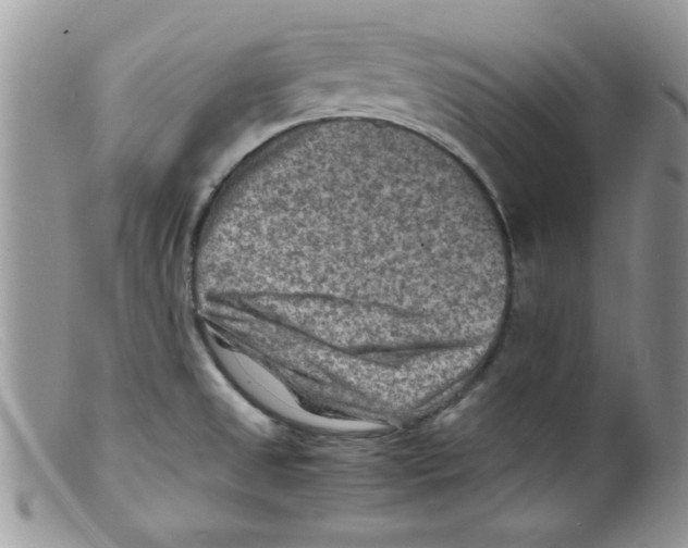 X0000098161525200805151217