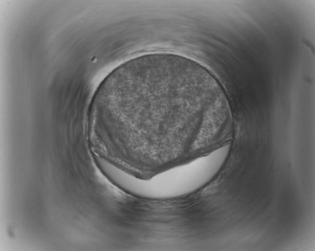 X0000098161527200805151217
