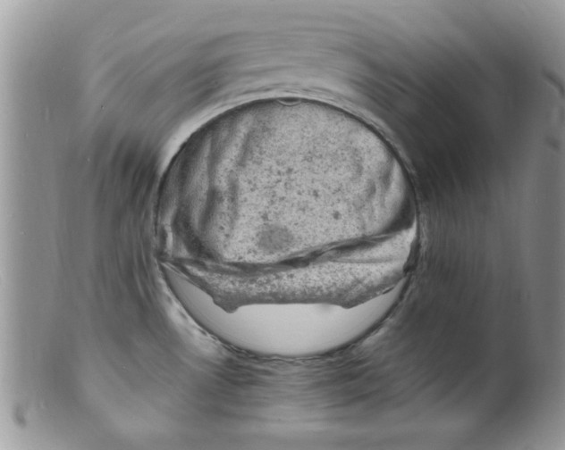 X0000098161530200805151217