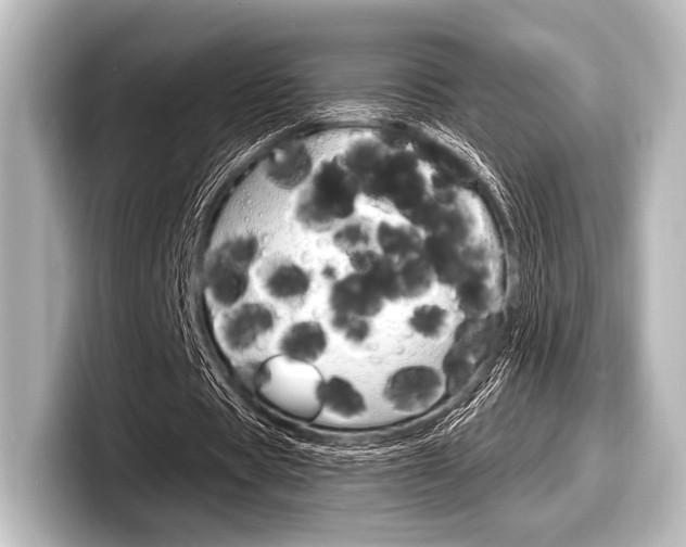 X0000098170529200804241011
