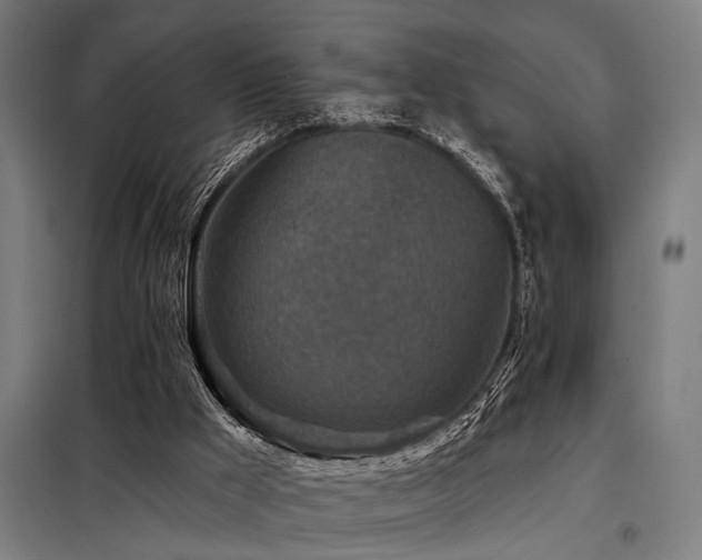 X0000098170009200804241206