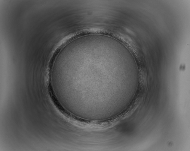 X0000098170016200804241206