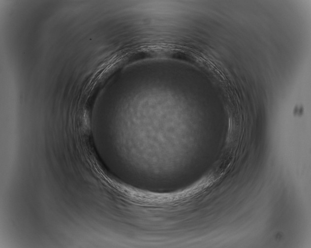 X0000098170048200804241205