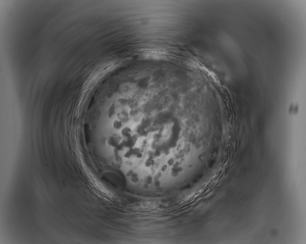 X0000098170049200804241205