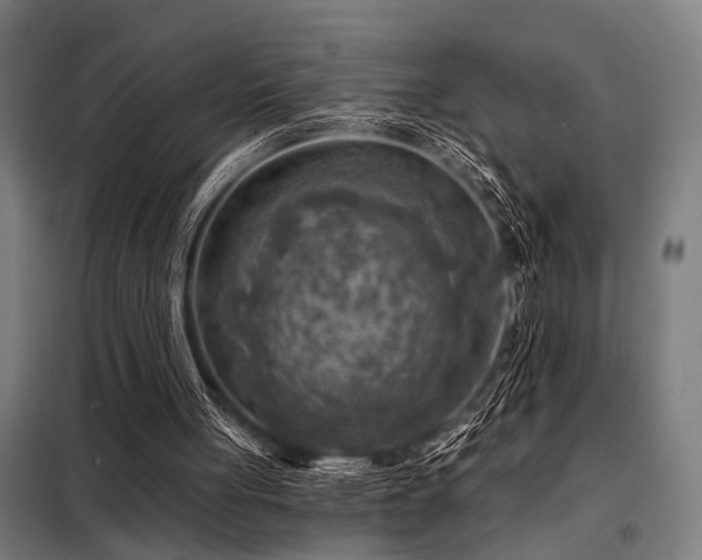 X0000098170051200804241205