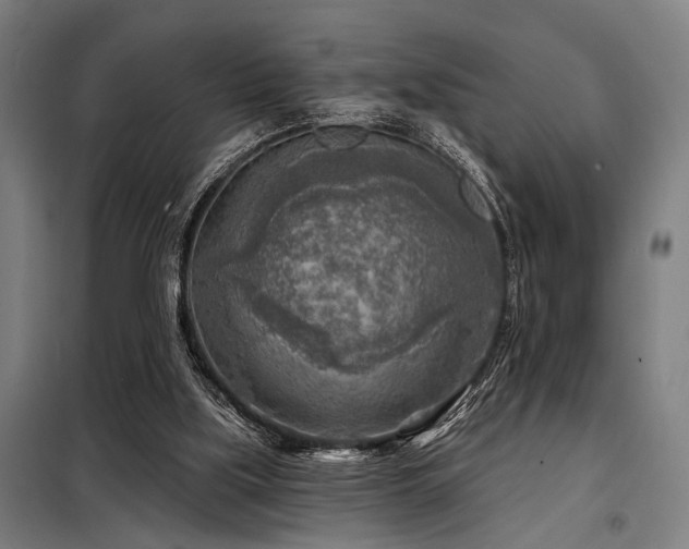 X0000098170059200804241205