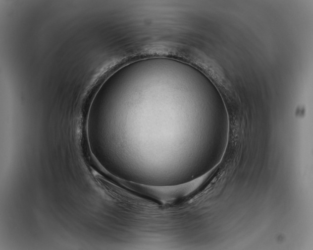 X0000098170064200804241205