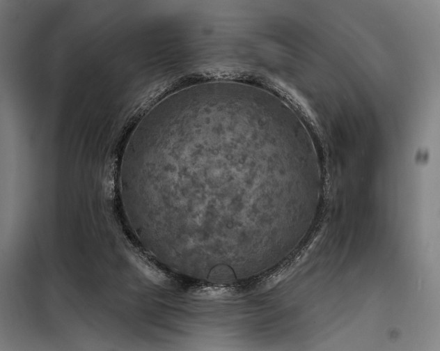 X0000098170065200804241205