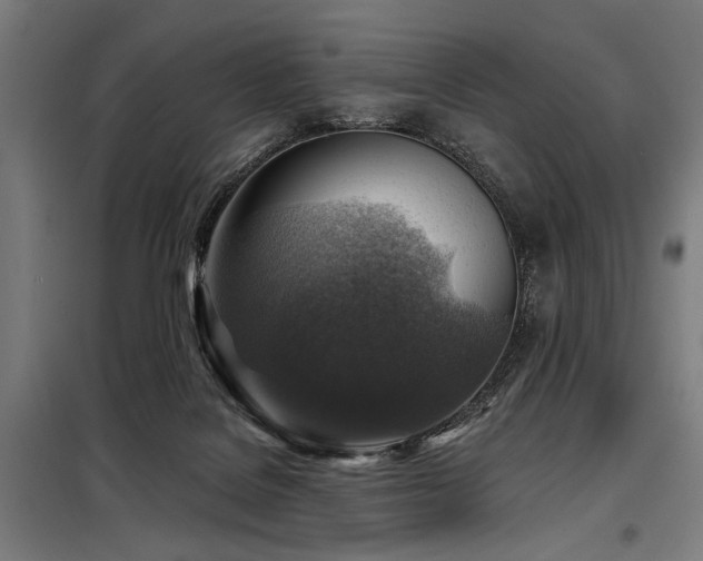 X0000098170076200804241205