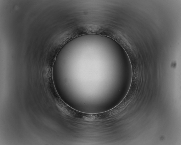 X0000098170079200804241205