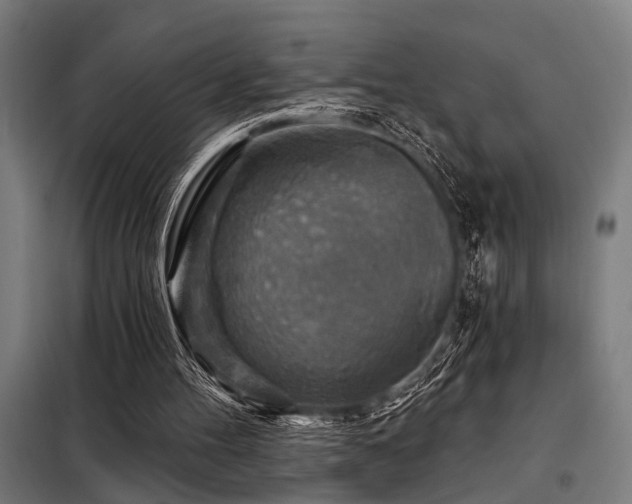 X0000098170100200804241205