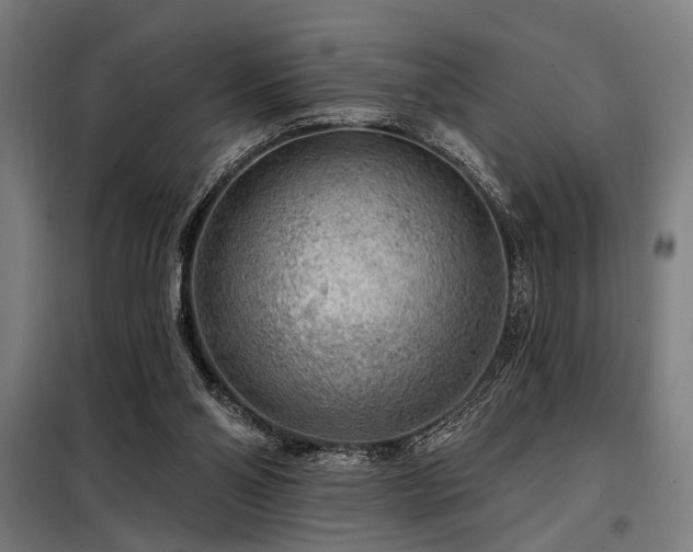 X0000098170110200804241205