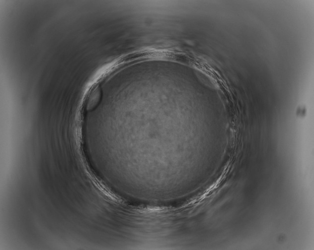 X0000098170149200804241204