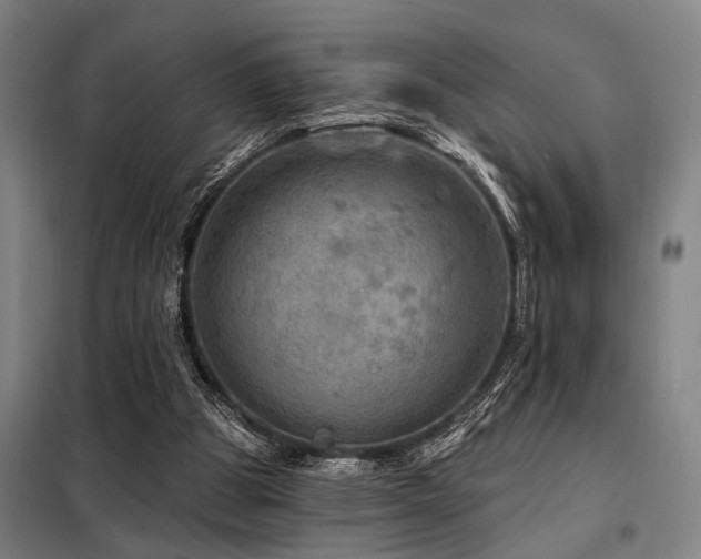 X0000098170153200804241204