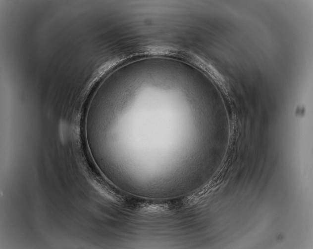 X0000098170155200804241204