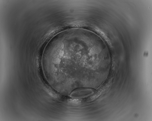 X0000098170161200804241204