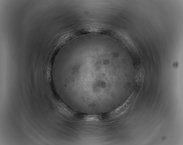 X0000098170175200804241204