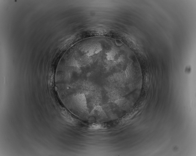 X0000098170177200804241204