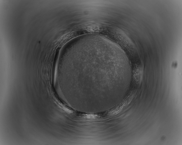 X0000098170233200804241203