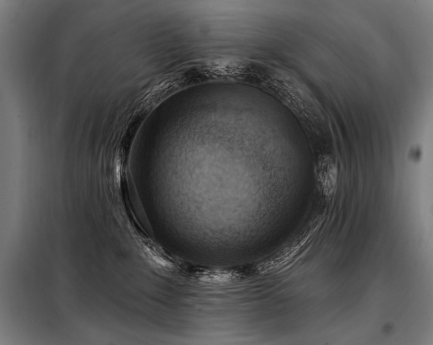 X0000098170235200804241203