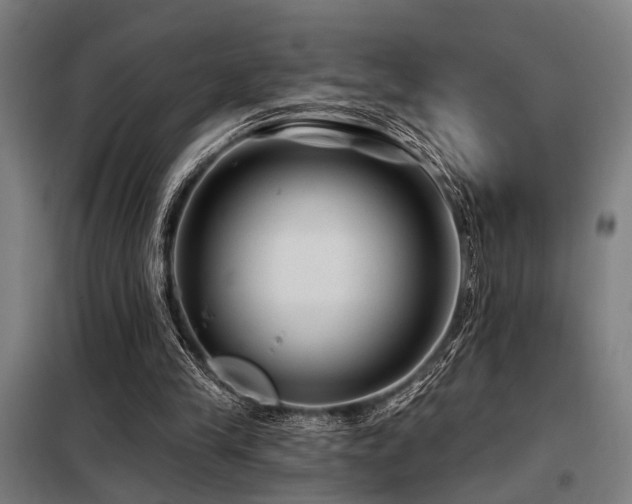 X0000098170245200804241202