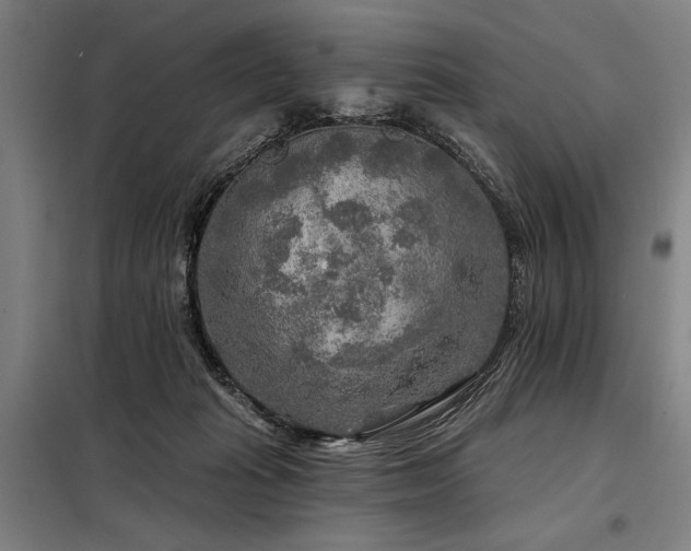 X0000098170269200804241202