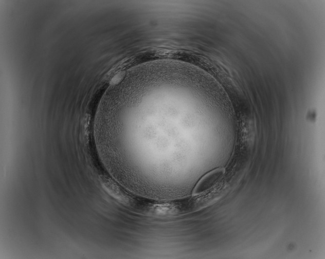 X0000098170275200804241202