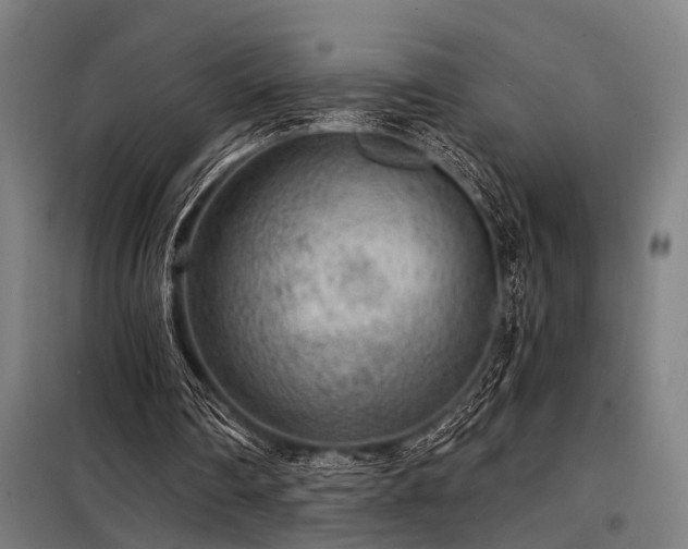 X0000098170290200804241202