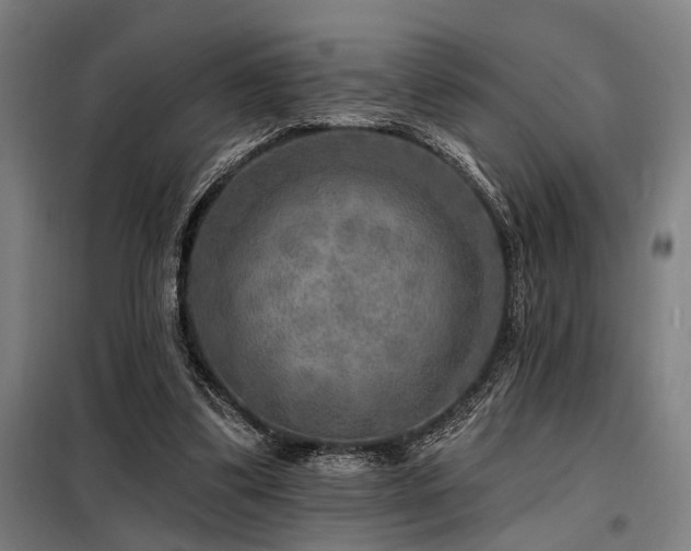 X0000098170299200804241202