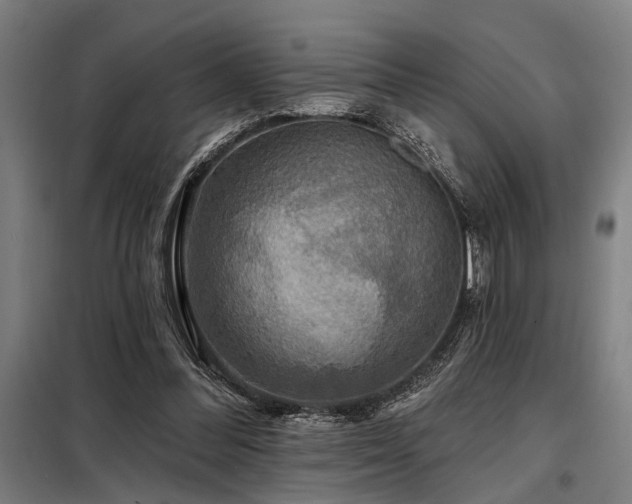 X0000098170300200804241202