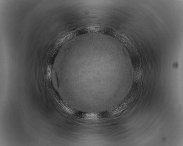 X0000098170335200804241201