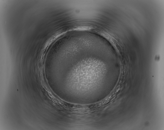 X0000098170337200804241200