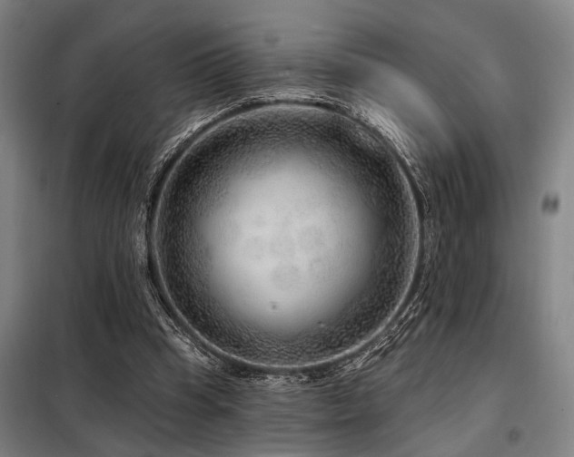 X0000098170345200804241201