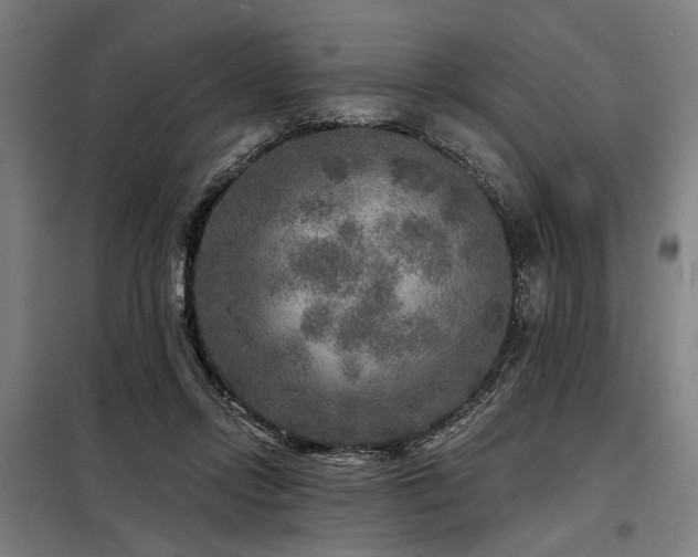 X0000098170358200804241201