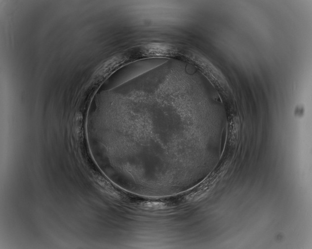 X0000098170361200804241201