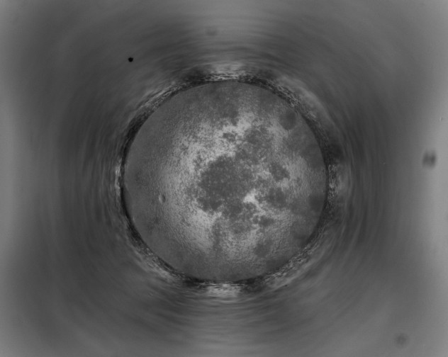 X0000098170369200804241201