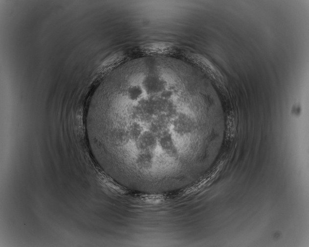 X0000098170377200804241201