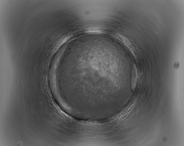 X0000098170385200804241200