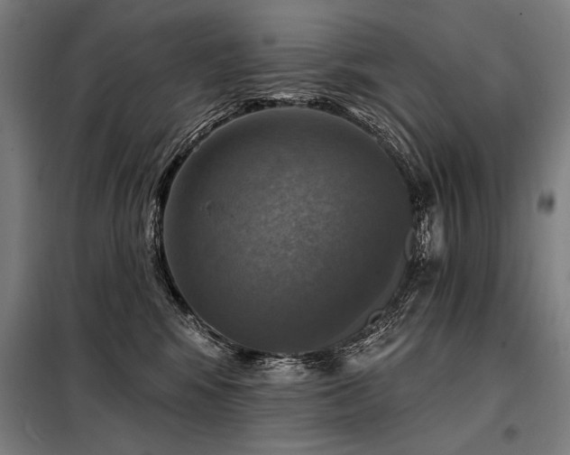 X0000098170424200804241200