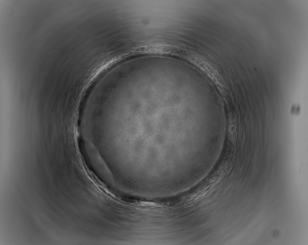 X0000098170434200804241159