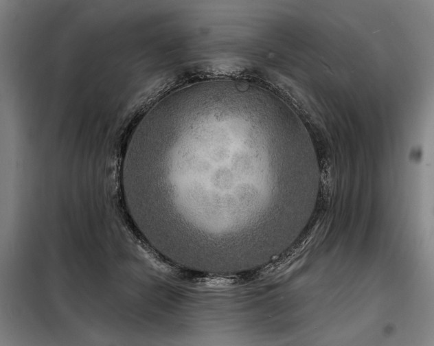 X0000098170462200804241159