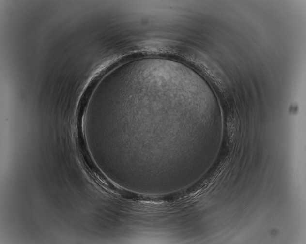 X0000098170488200804241159