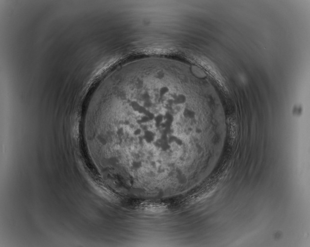 X0000098170491200804241159