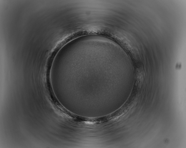 X0000098170496200804241159