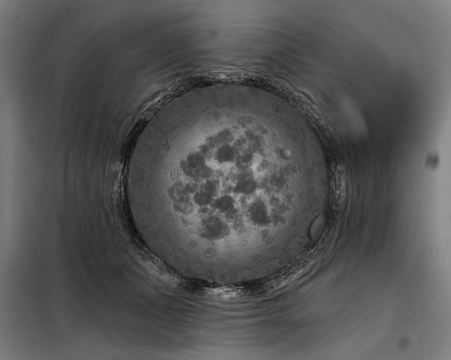 X0000098170511200804241159