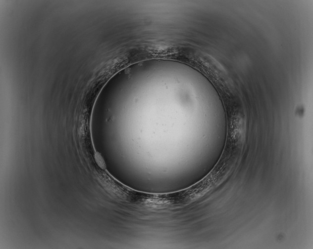 X0000098170515200804241159