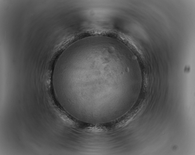 X0000098170545200804241158