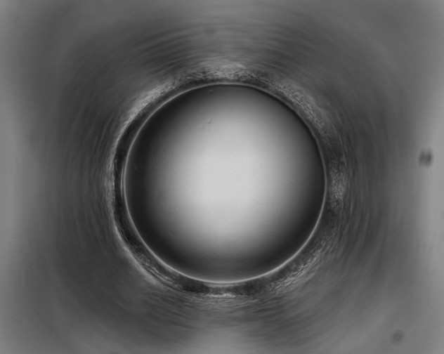 X0000098170630200804241156