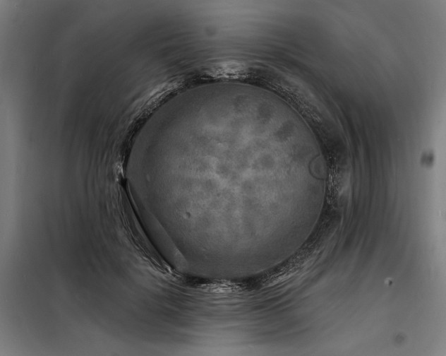 X0000098170652200804241157