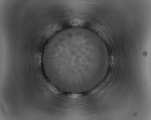 X0000098170664200804241157